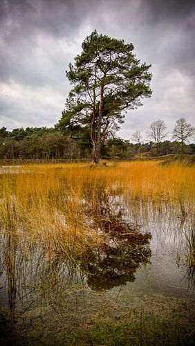 Eenzame boom in de Hatertse Vennen