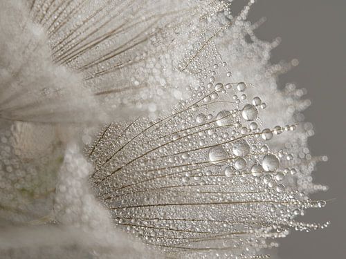 Kleine waterdruppeltjes aan een pluisje van de morgenster