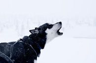 Husky dans la neige par Jessica Arends Aperçu