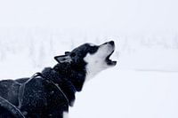 Husky