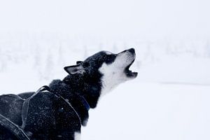 Husky dans la neige sur Jessica Arends