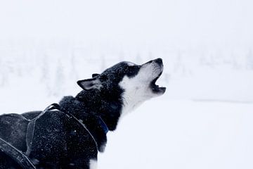 Husky in de sneeuw van Jessica Arends