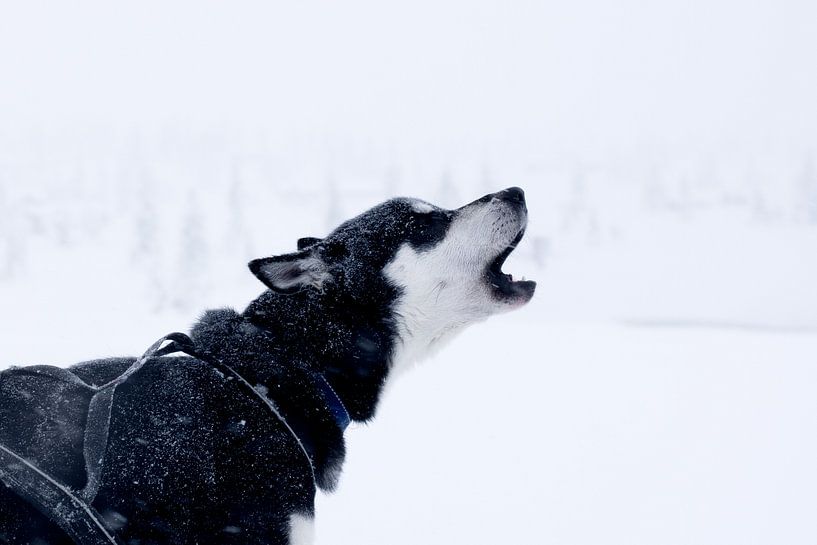 Husky dans la neige par Jessica Arends