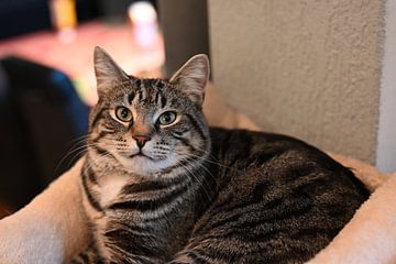 Grey striped cat lying on scratching post in house by JGL Market