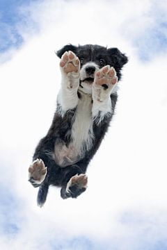 border collie puppy on glass