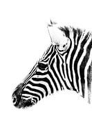 Zebra in zwart-wit