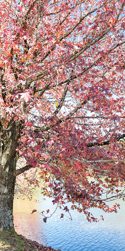 Baum des Lebens