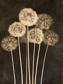 Dark dandelion flowers by IamHomeStudio