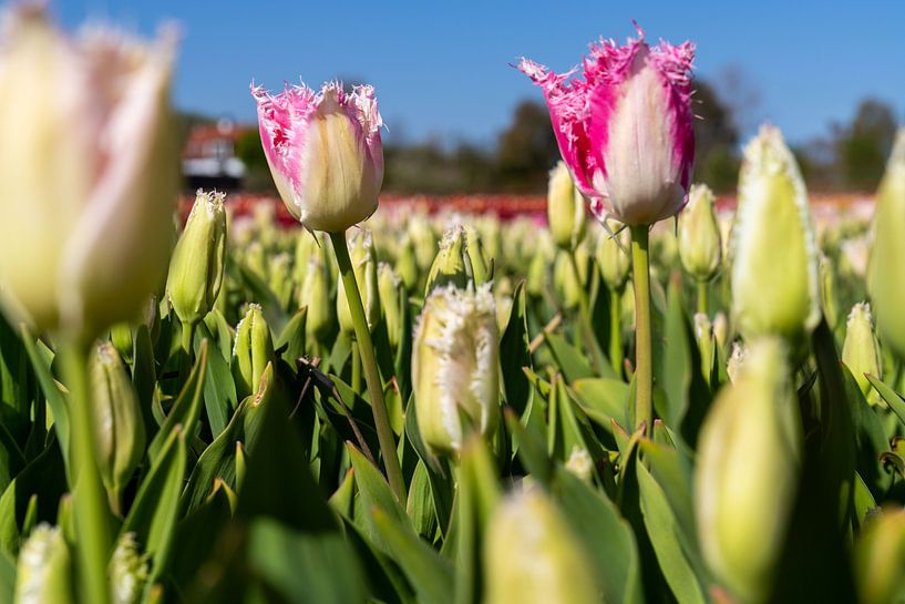 pink tulip by Hélène Wiesenhaan