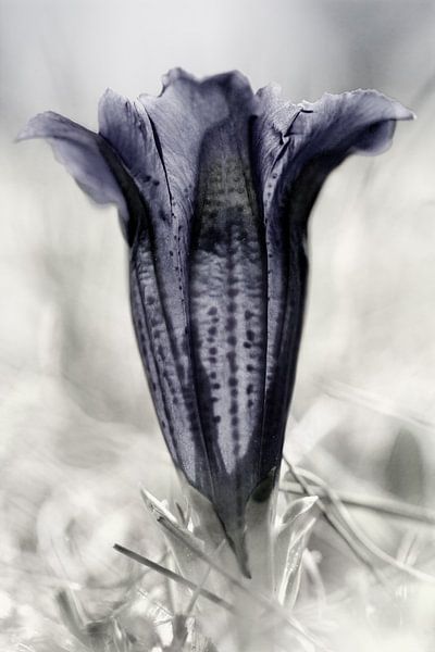 Gentian against the light by Andreas Müller