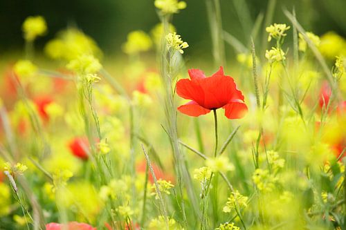 Wildflower meadow with poppy, Val d'Orcia, Tuscany, Italy