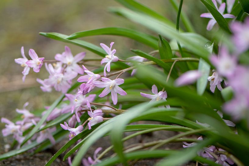 Roze lente van Ingrid Aanen