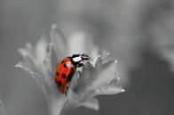 Zwartwit en rood, Lieveheersbeestje Macrofotografie van Watze D. de Haan thumbnail