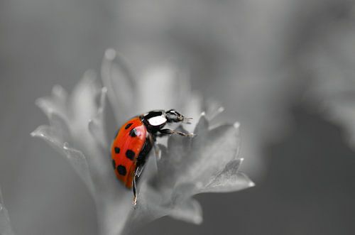 Zwartwit en rood, Lieveheersbeestje Macrofotografie