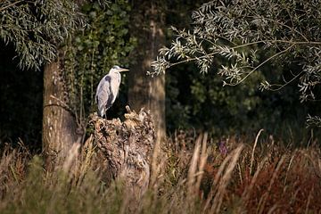 Heron by Rob Boon