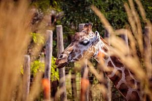 Girafe sur Rob Boon