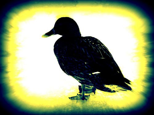 Female Duck on her own