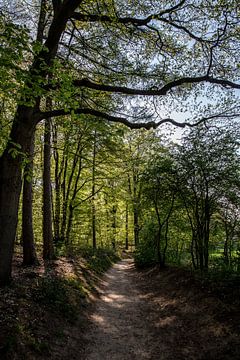Forest path by Sander de Jong