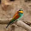 European bee-eaters by gea strucks