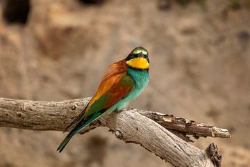 European bee-eaters by gea strucks