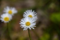 Veldbloemen met stuifmeel
