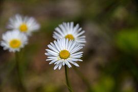 Gänseblümchen mit Pollen auf dem Blatt von Eugenlens