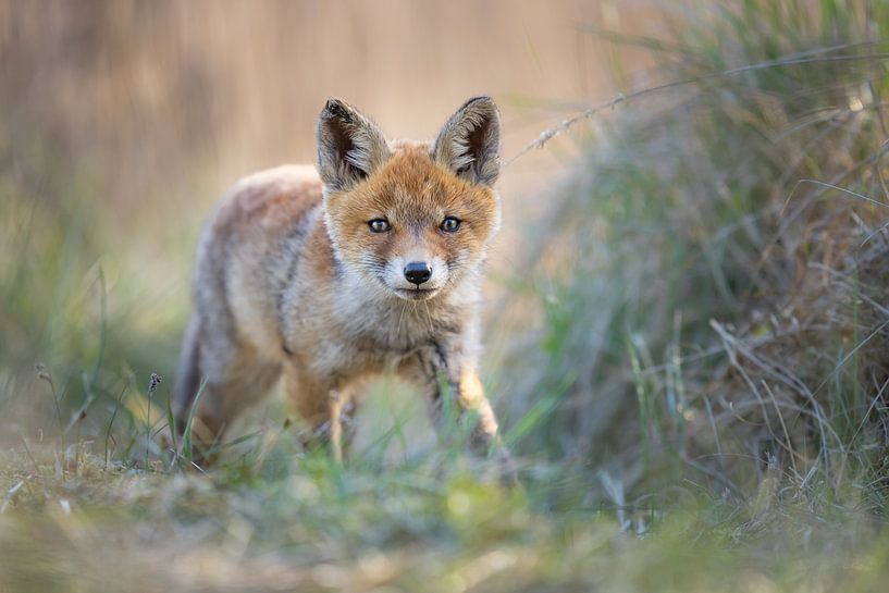 jeune renard par Pim Leijen
