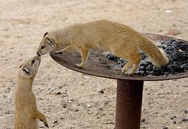 Voorzichtig kennismaken by Herry Vos