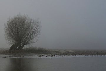 Flooded fields with old pollard trees on a typical misty grey winter morning at Lower Rhine, North R van wunderbare Erde