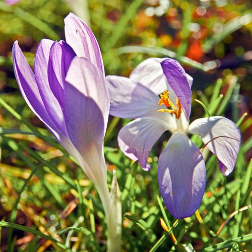 De magie van de lente