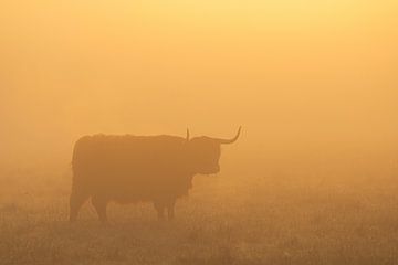 Schotse Hooglanders zonsopkomst Oudemolen - Drenthe (Nederland) van Marcel Kerdijk