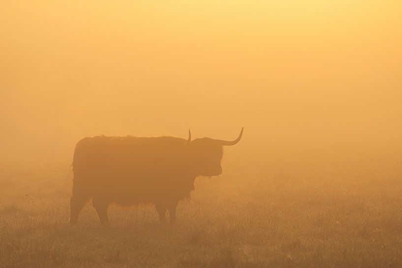 Scottish Highlanders sunrise Oudemolen - Drenthe (Netherlands) by Marcel Kerdijk