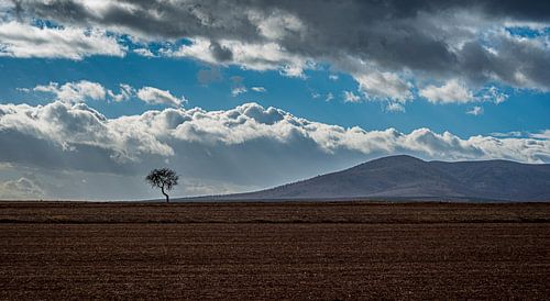 Schoonheid van de eenzaamheid