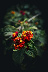Rode Bloemen met Groene Bladeren in Malta