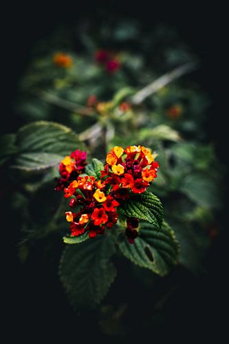 Rode Bloemen met Groene Bladeren in Malta