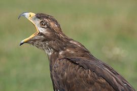 Steppe Eagle (Aquila nipalensis) by Ronald Pol