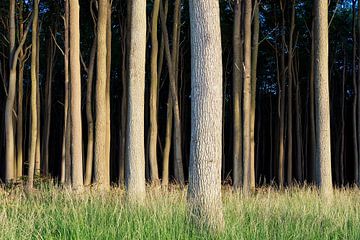 Coastal forest in Nienhagen, Germany sur Rico Ködder