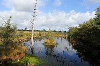 Het Pietzmoor in de Lüneburger Heide in Nedersaksen van Karina Gebert thumbnail