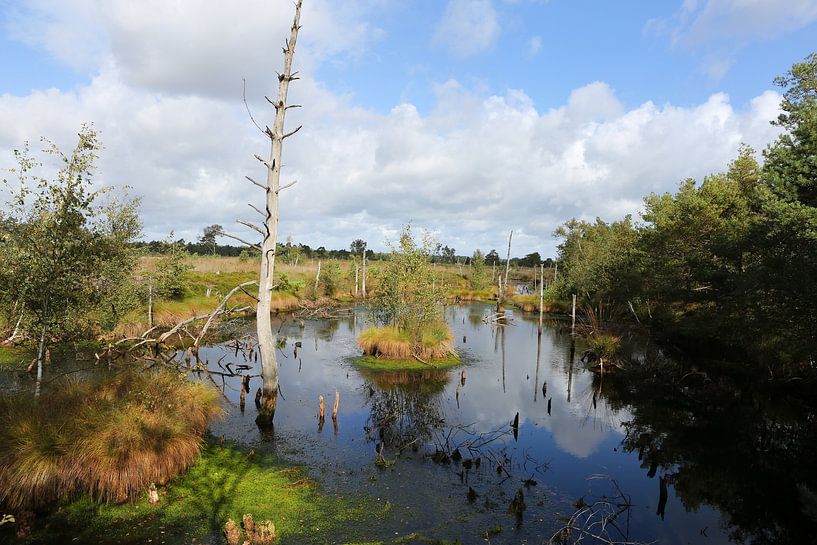 Het Pietzmoor in de Lüneburger Heide in Nedersaksen van Karina Gebert