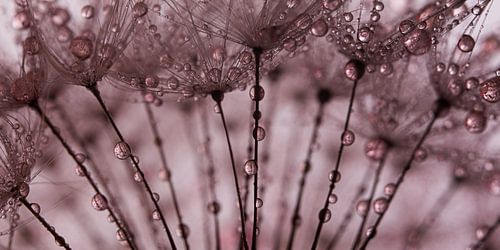 Abstract oudroze panorama:  Druppeltjes aan de paardenbloem