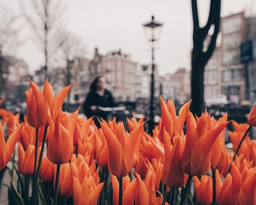 Tulipes orange sur Een Wasbeer