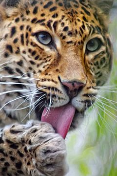 Leopard by AD DESIGN Photo & PhotoArt