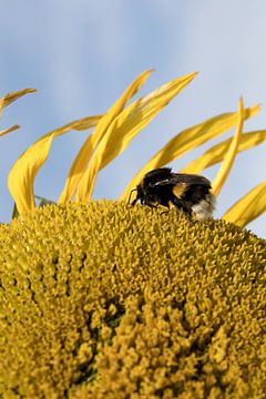 Close-up van een hommel (Bombus terrestris) zuigt op een zonnige dag nectar uit een zonnebloem van W J Kok