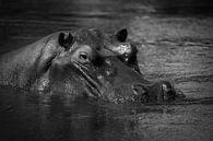 Nijlpaard van Ed Dorrestein thumbnail