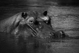 Nijlpaard van Ed Dorrestein