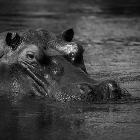 Hippo sur Ed Dorrestein
