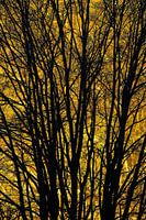 De gouden boom