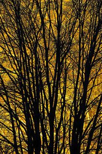 L'arbre d'or