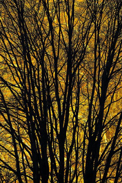 The golden tree by Lens Design Studio