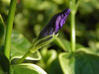 The little purple bud